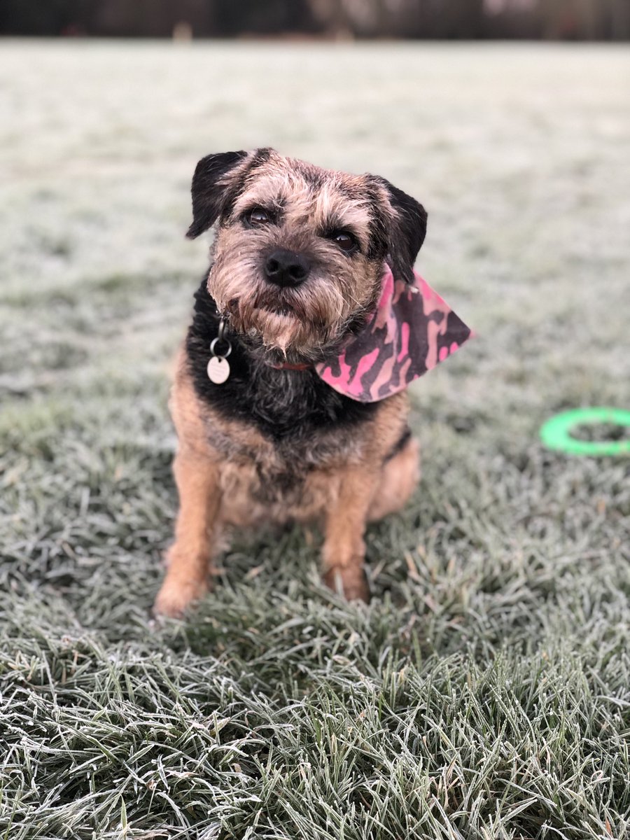Tobi_LeRone's tweet photo. Great game of frosbee this morning! ❄️🥏 #frosticles https://t.co/73eQsTm8Kx