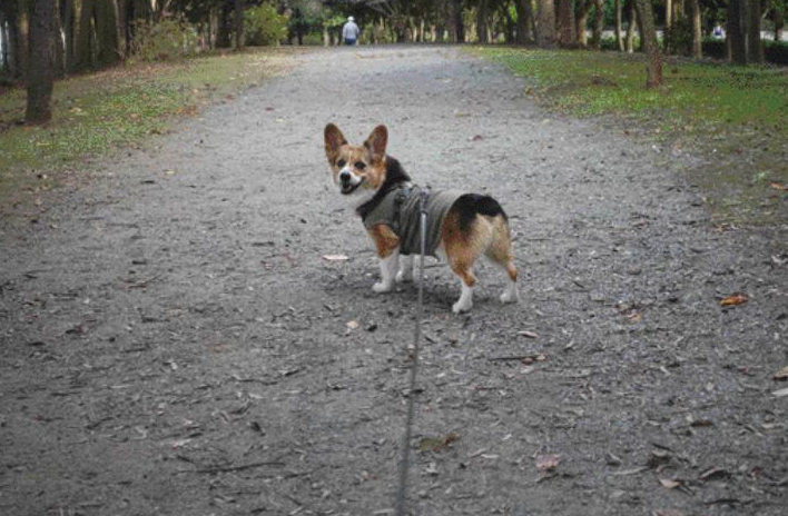 【犬めくり おかわり】 ジョーディー（2021年11月26日掲載） ちゃんと後から着いてきてる？ ひとりにしないでね