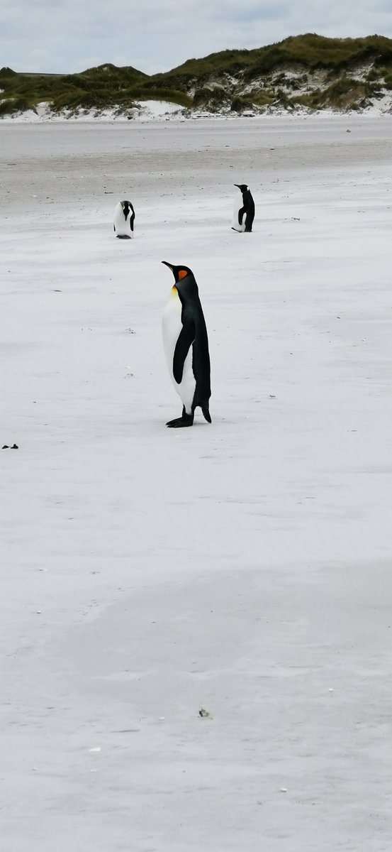 timhradio's tweet image. It's #PenguinAwarenessDay and on Totally Connected, I catch up with @JimGellatly, new presenter at @BFBSRadioHQ in the F.I who's been meeting the "locals". Send us your penguin pics - DM or connected@bfbs.com.