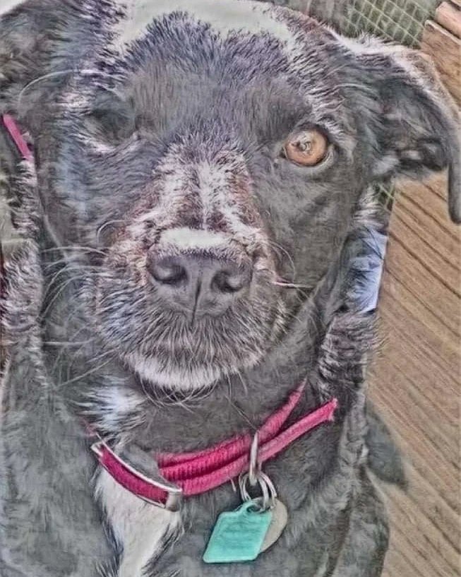 dreamvalley84's tweet image. Day 20: Lady the Terrier posing for the camera 

@neathlady84

#januaryartchallenge2022 
#redrawchallenge 
#reactivedogsofinstagram 
#deceaseddogsofinstagram 
#terriersofinstagram 
#muttsofinstagram 
#labradorsofinstagram 
#jackrussellterriersofinstagram