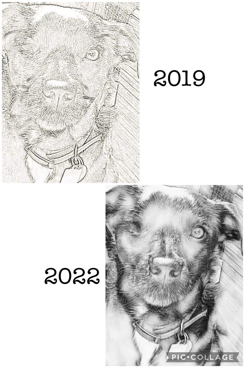 dreamvalley84's tweet image. Day 20: Lady the Terrier posing for the camera 

@neathlady84

#januaryartchallenge2022 
#redrawchallenge 
#reactivedogsofinstagram 
#deceaseddogsofinstagram 
#terriersofinstagram 
#muttsofinstagram 
#labradorsofinstagram 
#jackrussellterriersofinstagram