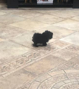 Зашёл в ветеринарку. Это собака.