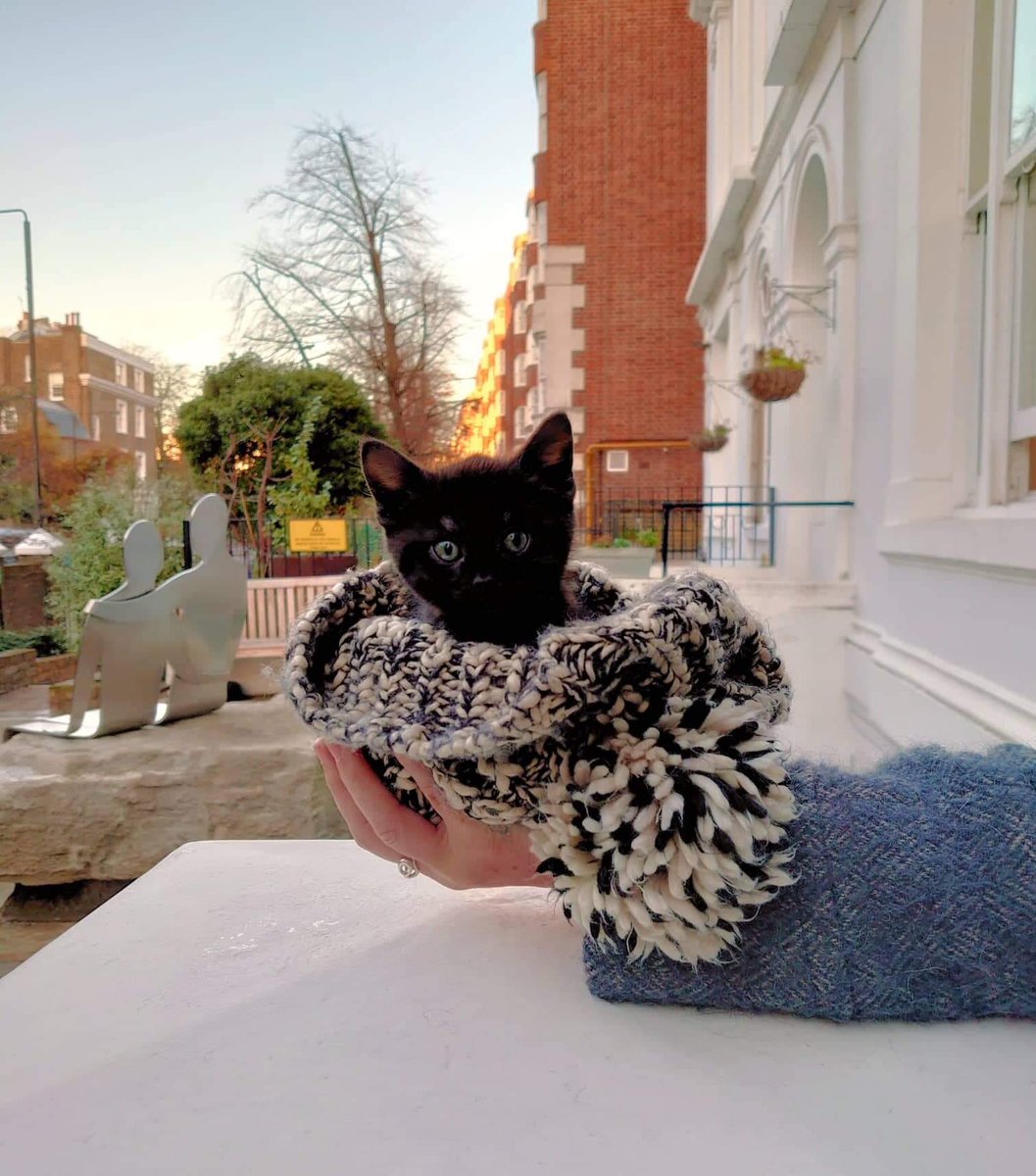 This kitty visits us every day in this hat and our love is limitless <a href="/SouthbankSchool/">Southbank International School</a>