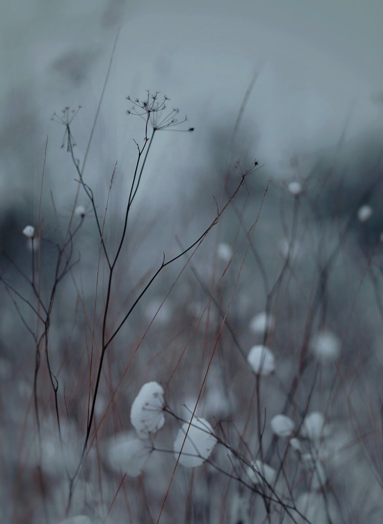 dew_droplets_'s tweet photo. Silent winter meadow
 #naturephotography https://t.co/hgs7j2OTja