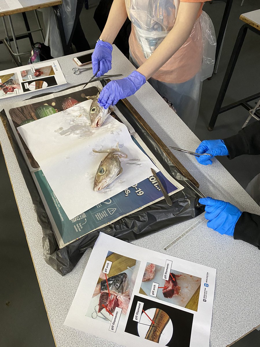 For today’s practical, year 12 biologists are looking at the gas exchange system of a bony fish to compare with last week’s locusts.#biology