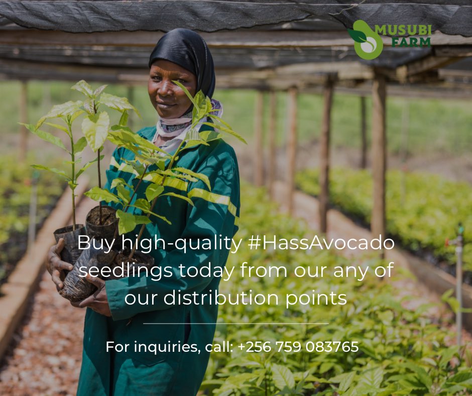musubifarmug's tweet photo. #FunFact about what we do here at #MusubiFarm
We not only grow our own fruit but also source, ripen, pack, process and market quality avocados year-round - all in a sustainable manner.
For inquiries; contact us on 0759 083765/0708 387646 https://t.co/RyYP8CTx8r