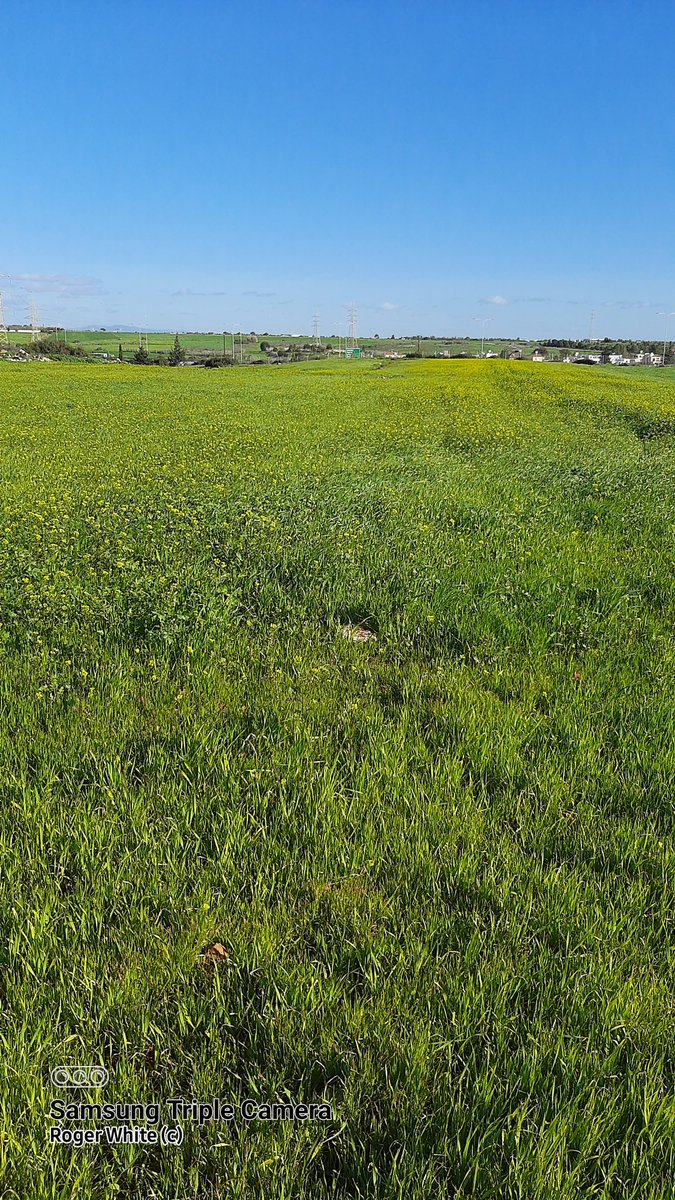 Around zero here on the coast in Cyprus.  Highest peaks -12c.
Ice on puddles this morning.
Mustard coming into flower.
