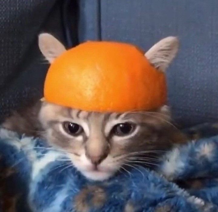 CatsSuperiority's tweet photo. Cats are believed to be the only mammals who don't taste sweetness.

📸 Unknown

#cats #Pets #cute #facts https://t.co/p4ITuxSfjZ