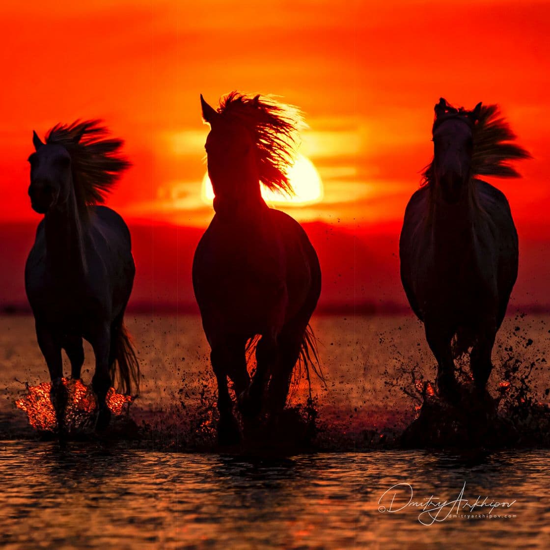 d_arkhipov's tweet photo. N18 in my rating #Provence #France.

A lot of incredible locations for landscape and wildlife photography.  #Lavender fields and of course famous White #Camargue horses. https://t.co/4bEKhiv1Rn