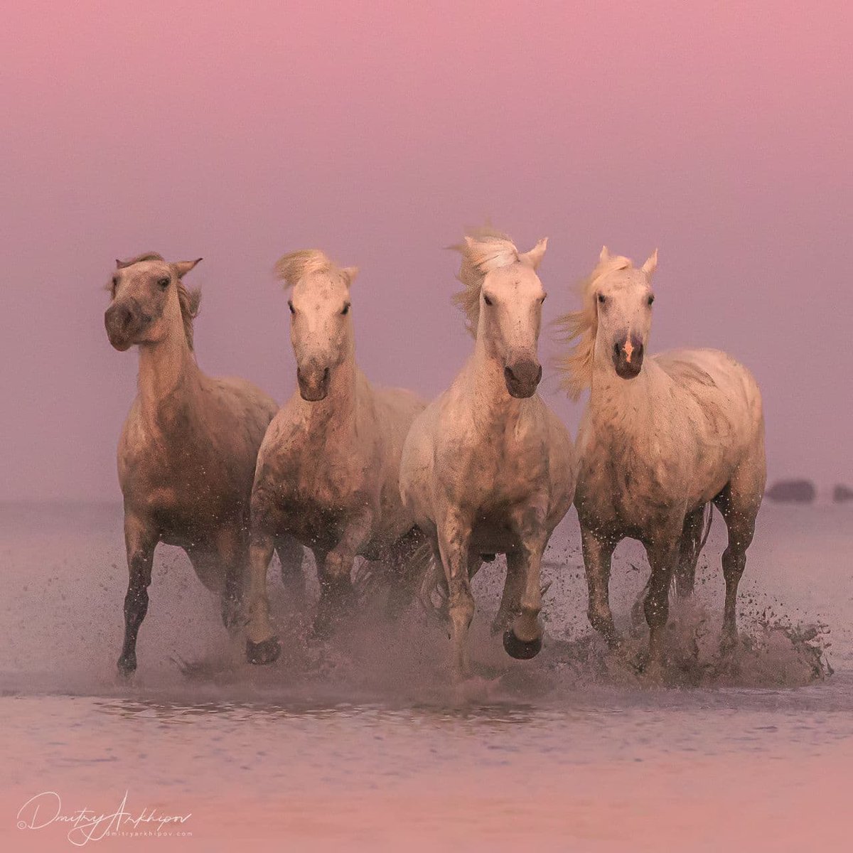 d_arkhipov's tweet photo. N18 in my rating #Provence #France.

A lot of incredible locations for landscape and wildlife photography.  #Lavender fields and of course famous White #Camargue horses. https://t.co/4bEKhiv1Rn