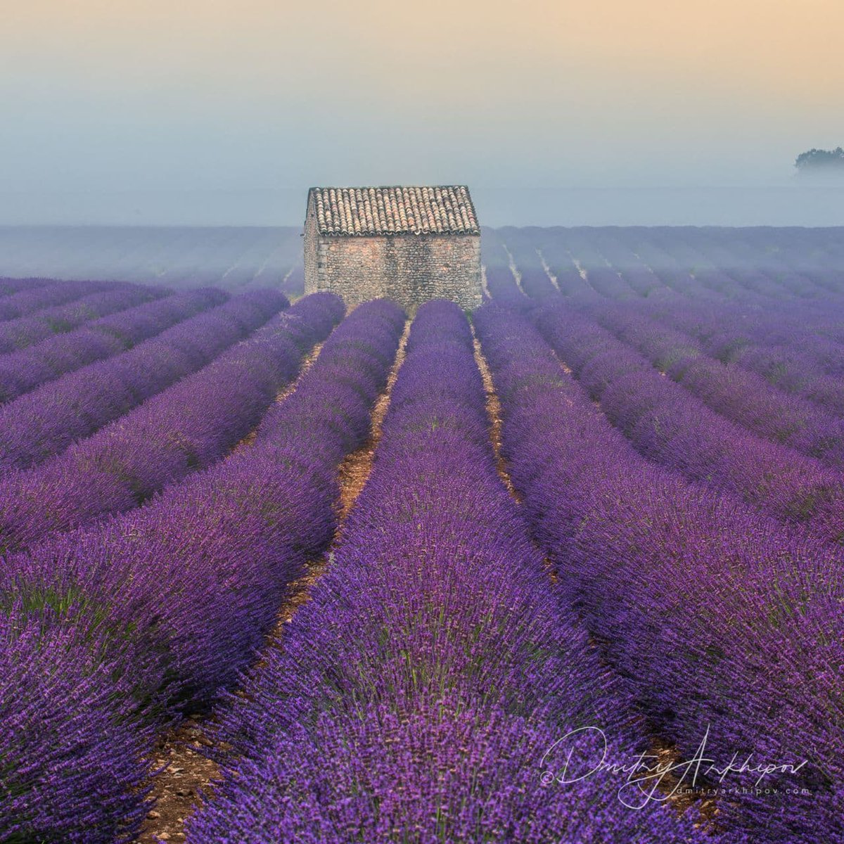 d_arkhipov's tweet photo. N18 in my rating #Provence #France.

A lot of incredible locations for landscape and wildlife photography.  #Lavender fields and of course famous White #Camargue horses. https://t.co/4bEKhiv1Rn