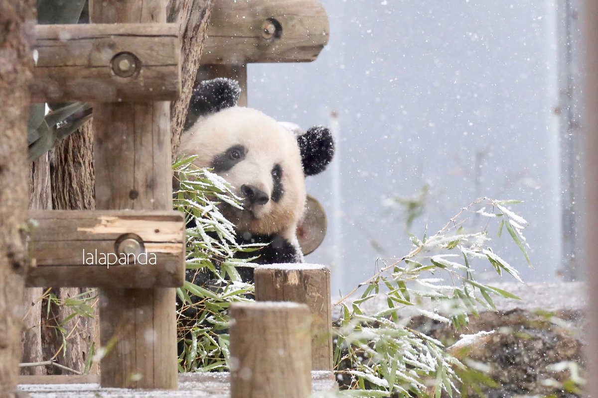 lalapandalalala's tweet photo. お耳も雪景色
#シャンシャン
お耳に積もる雪の可愛さったら https://t.co/h86yGMmvRb
