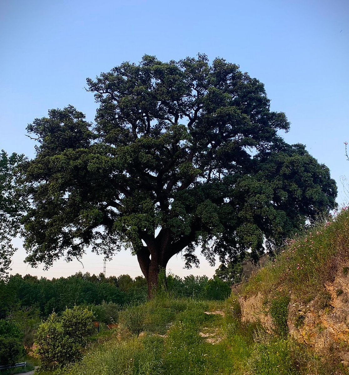 AlcoyTurismo's tweet photo. 🌳En la  Ruta Cervantes- Raco de Sant Bonaventura pasarás por el área recreativa de la Font del Quinzet. https://t.co/khQTV3Chn5

🌳En la Ruta Cervantes- Raco de Sant Bonaventura passaràs per l'àrea recreativa de la Font del Quinzet. https://t.co/HeYCNx2LC7 @AjuntamentAlcoi https://t.co/imUuYy57Uc