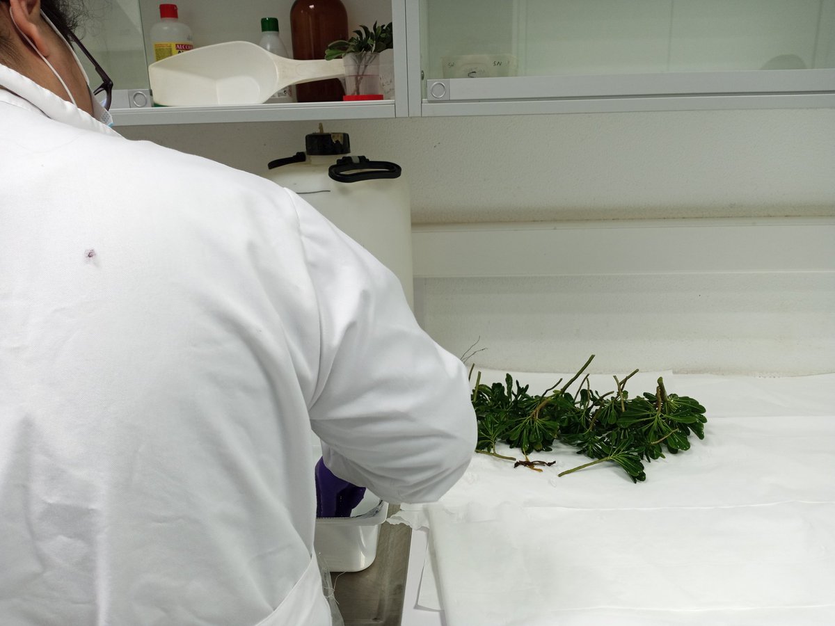 iiag_csic's tweet photo. E agora a procesar todo o recollido nas parcelas experimentais. Plantas #hiperacumuladoras de #metaispesados que lavar, separar, secar, moer, dixerir e analizar... Queda moito traballo no grupo #IMISPLA.
#suelos #plantas #microorganismos https://t.co/mKCDm4QZ5r