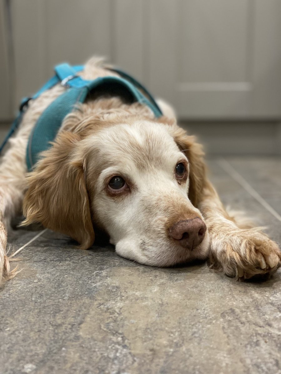 SpanielsSuper's tweet photo. @Chrystalsurrey @itsPipper @bigstu1964 Mum said he will realise what a gorgeous boy I am. Apawrently I have been provoked so much by him I would have been more than justified to retaliate! But I wouldn’t do that because I’m a gentle peaceful, boy! #GorgeousRonnie #Gentle #Loving #AdoptDontShop #FinallyFriends https://t.co/KCNiin9XEz