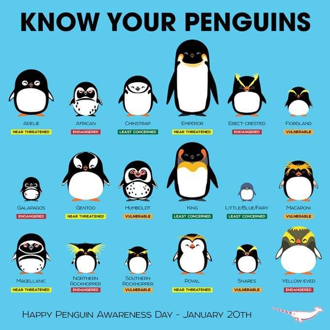 Happy #NationalPenguinDay everybody 22/1/2022 🥰💞🐧🐧🐧🐧🐧🐧🐧🐧🐧🐧🐧🐧 #Penguins