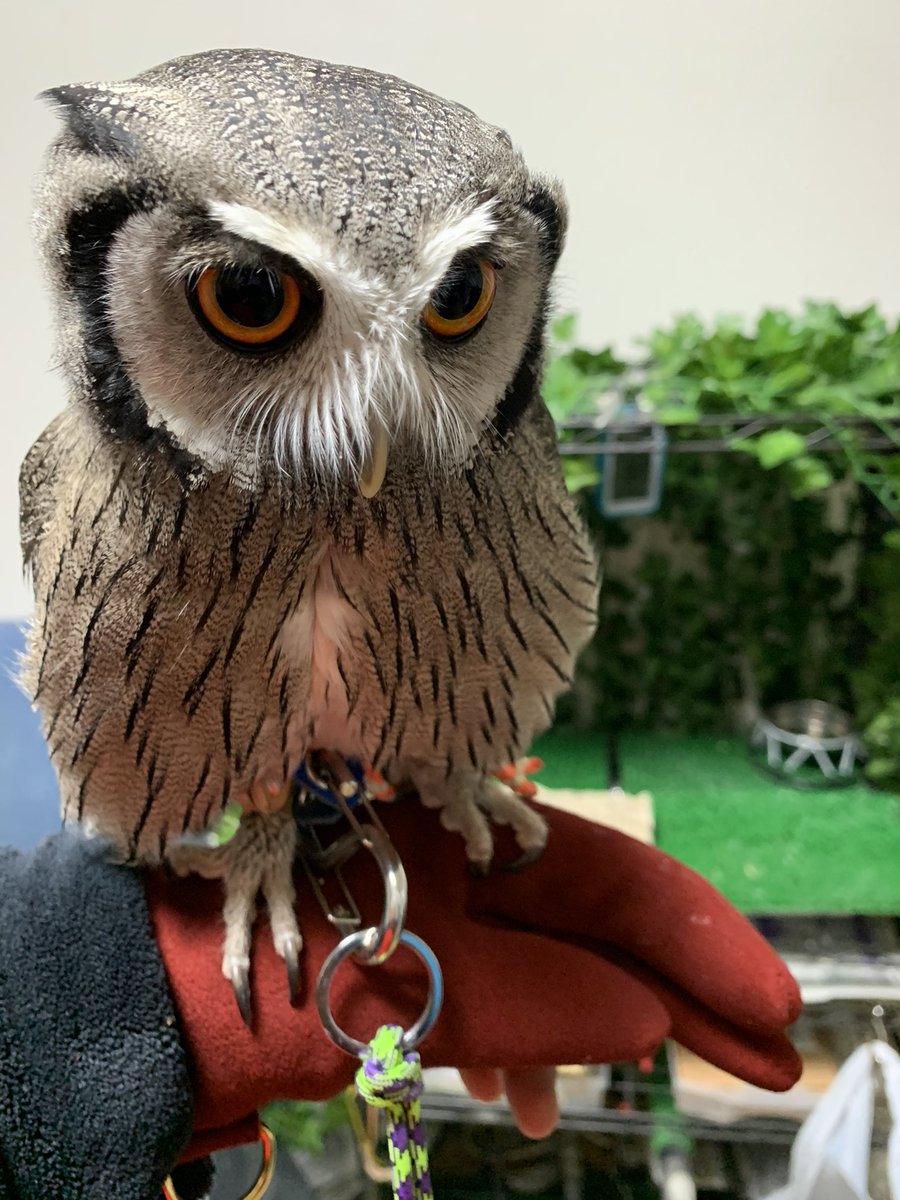 とら♪🧙‍♂️🦉 tweet media