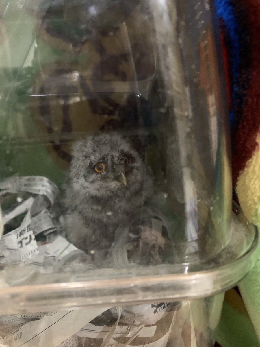 とら♪🧙‍♂️🦉 tweet media