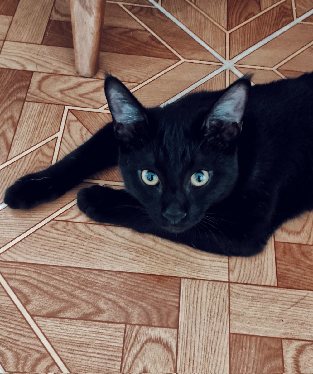 MoonaLuna_eth's tweet photo. Hey #NFTCommunity 
Ninja Cat is my own cat🐈‍⬛
I wish i could see the world as my pets do,because i think everything is more beautiful in their sight. Right??
#NFT
👇🏽Ninja Cat Lady👇🏽
https://t.co/cvtsUNoTGZ https://t.co/Q0ghIyRVv8