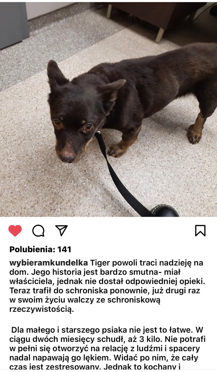adopcja zwierzaków tweet media