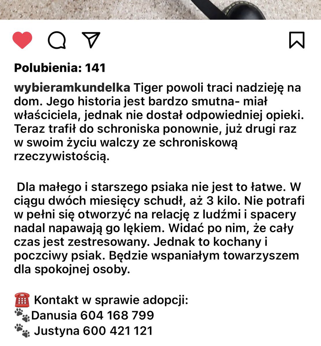 adopcja zwierzaków tweet media
