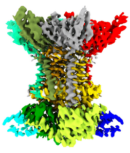 EMDB_EMPIAR's tweet photo. This spectacular EMPIAR-10425 entry (https://t.co/7eSZr3kTz3) shows the structure and lipid dynamics of lipid asymmetry inner membrane complex, published @CommsBio (https://t.co/VwG9hb4x5s) by the @BergeronLab. #FightAMR #cryoEM #EMDB_EMPIAR https://t.co/6ddCW7mbi9