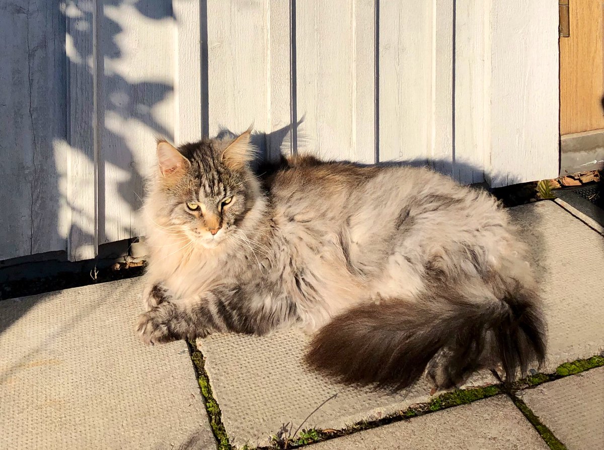 VendelaDobson's tweet photo. @BanarSabet Solvarma stenplattor är jättemysiga hälsar Vendelas katt Milos! https://t.co/HxiQJ6UYp9
