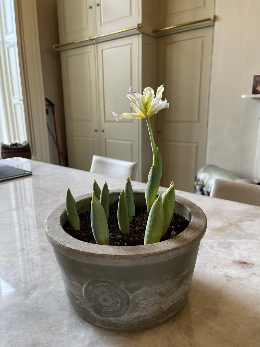 A message from one of our tulips - don’t wait for everyone else, go for it!