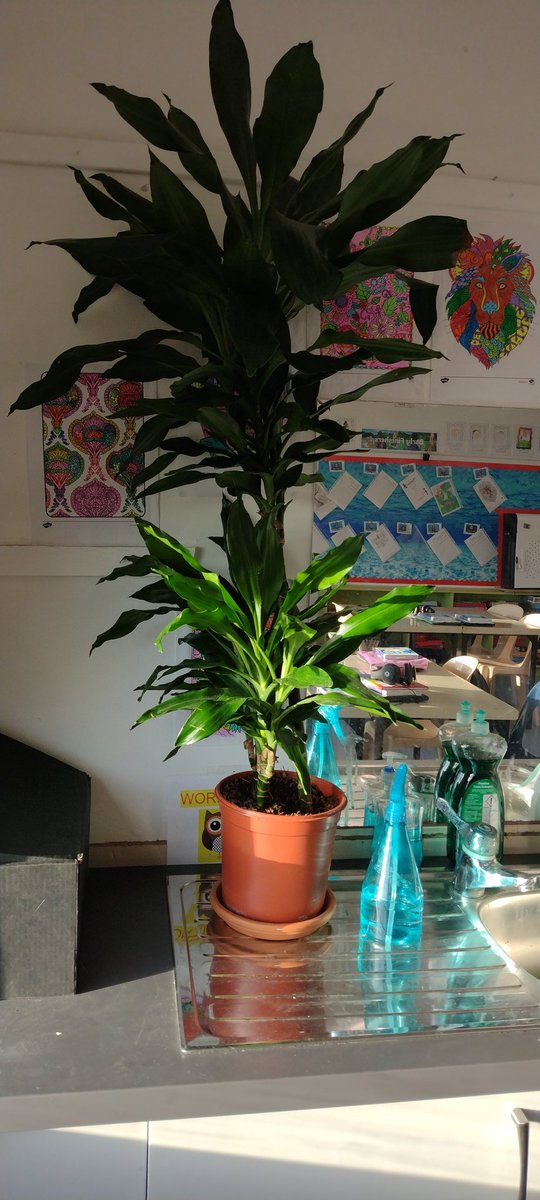 I'm teaching my class about online safety and how far a picture can travel. Could you retweet this picture of our class plant Bob please and comment where you are in the world.
Thanks