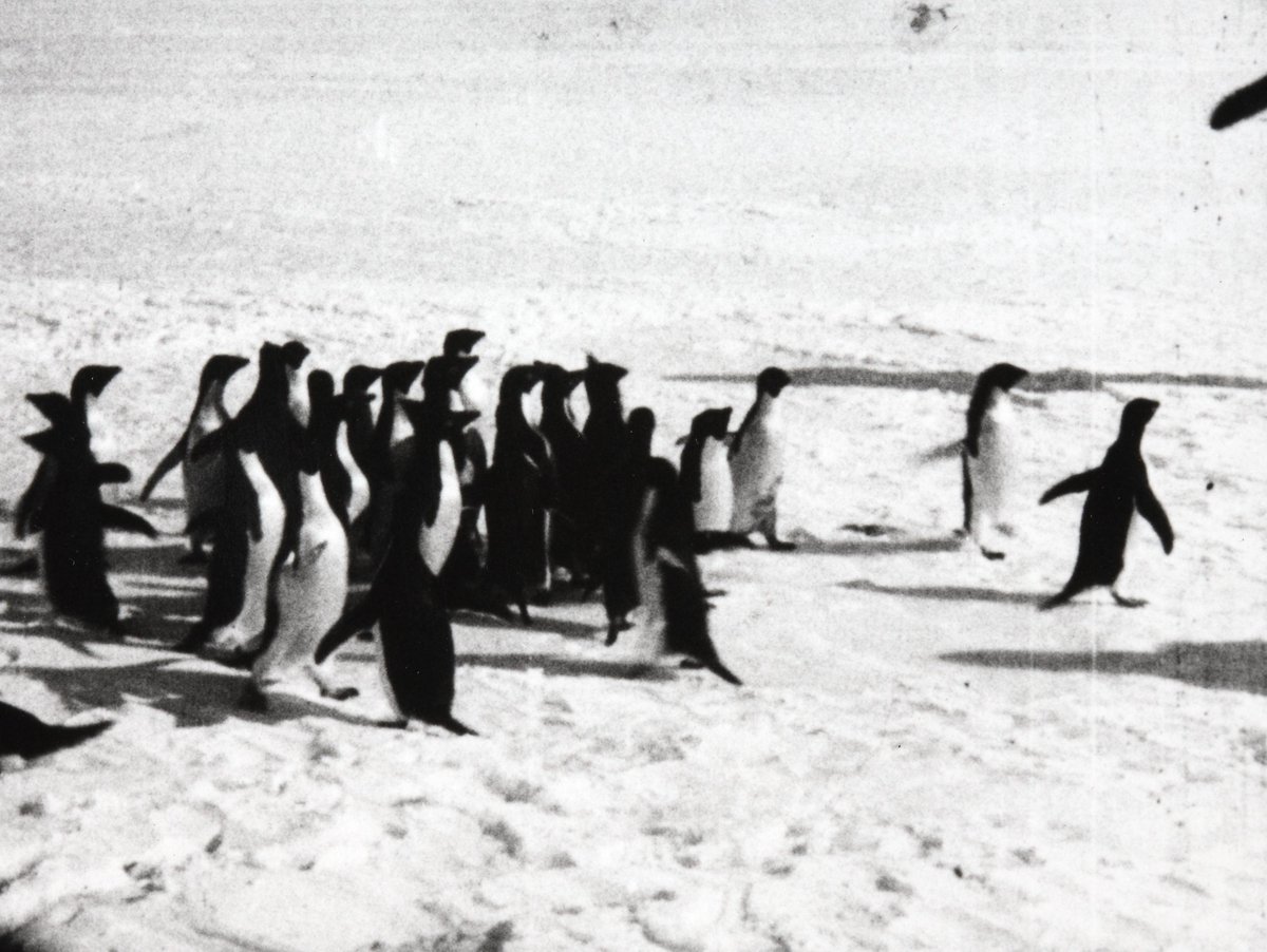 UkNatArchives's tweet photo. It's #PenguinAwarenessDay 🐧

Did you know that the collective noun for a group of penguins depends on where they’re situated and what they’re doing at the time? 

Swimming penguins are called a 'raft', whilst walking penguins are called a 'waddle'.

📷: COPY 1/562/76 https://t.co/ZGkhHIl2gI