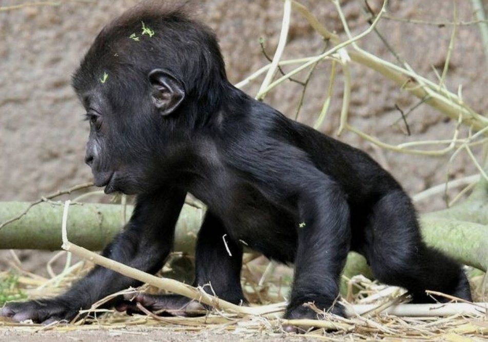 gorilla_tiny's tweet photo. @OrangutanDaily https://t.co/Ar8w7Y6sL2