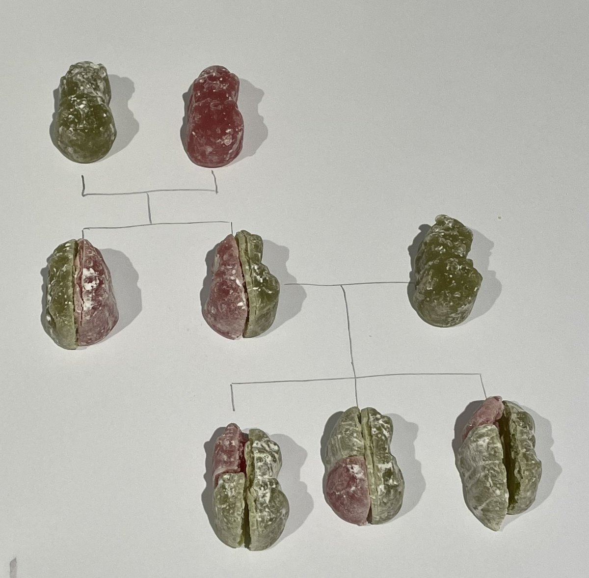 DrJoScience's tweet photo. Jelly baby genetics is going down well to illustrate inheritance and consolidate our knowledge in #year6 this morning! #EvolutionAndInheritance #PrimaryScience
*NB Christmas snowmen jelly babies have limited colours and gummy bears work better! https://t.co/RI8A4jnhhy