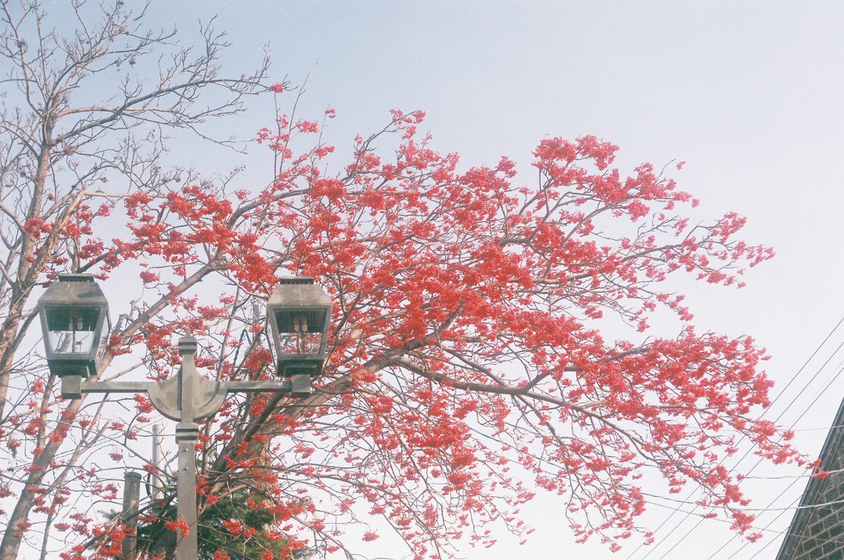 7771Apple's tweet photo. 無くなってしまったpro400H
フジの青が好き

 #FUJIFILM生誕祭 https://t.co/Wbetuuq6nw
