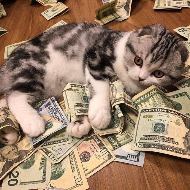 h4dup's tweet photo. Greedy money cat, meow meow meow. . https://t.co/LwNEZdjcPR