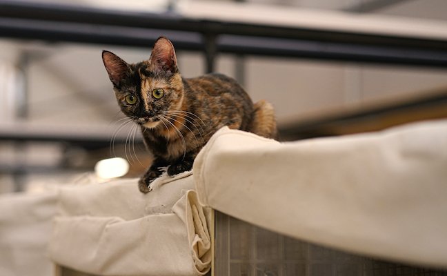 猫宮さくら 役者 猫又ミヤ 歌 保護犬ママ Wig In A Box Twitter 猫宮さくら 役者 猫又ミヤ 歌 保護犬ママ Wig In A Box Twitter