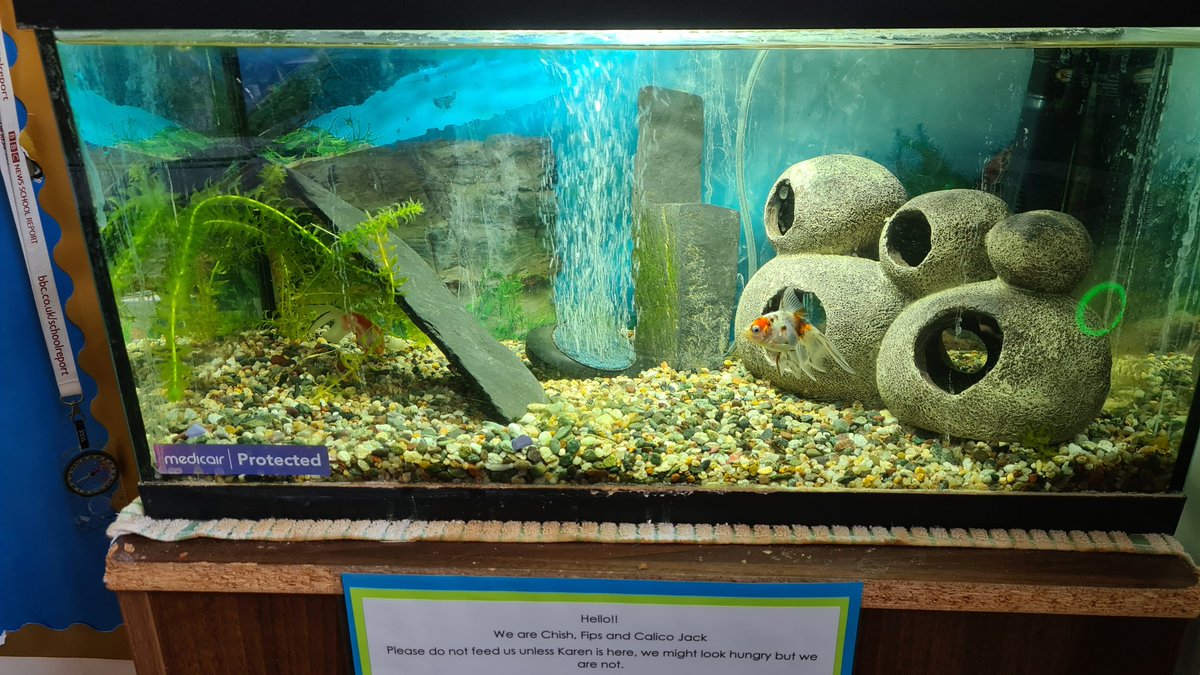 The School House fish Chish and Calico Jack have finally returned from their holidays in sunny Ely 🌞