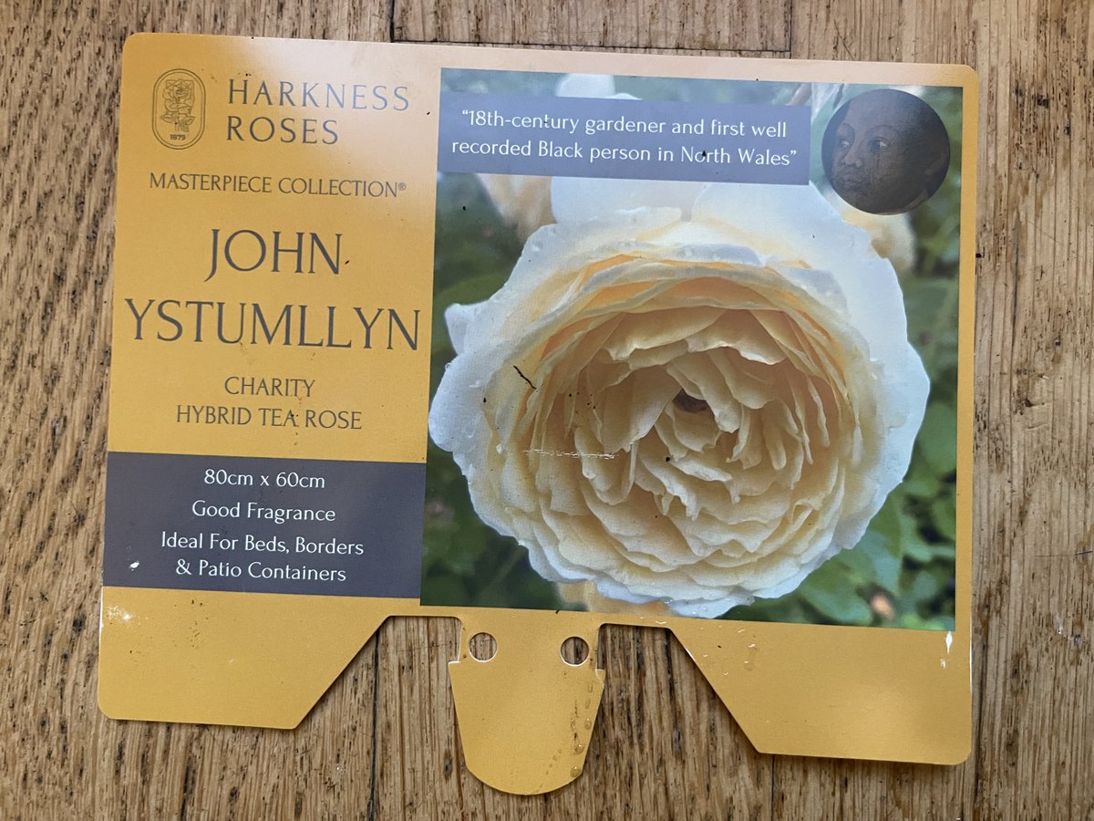 michael1952's tweet photo. So happy, promised Christmas present for the garden finally arrived from nursery @harkness_roses it's a rose - #JOHN_YSTUMLLYN named after '1st well recorded Black person in N. Wales' ! https://t.co/atvd3NknNL