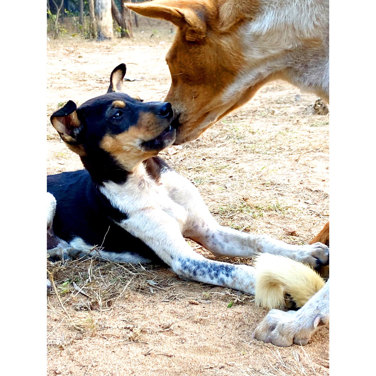 vikashmaurya_3's tweet photo. Always search for a beautiful heart.โค๏ธ
#villagedog #pets #news #dogslife #doglover #dogs #worldofpets #dogsoftwittter https://t.co/TFsnRE0tgT