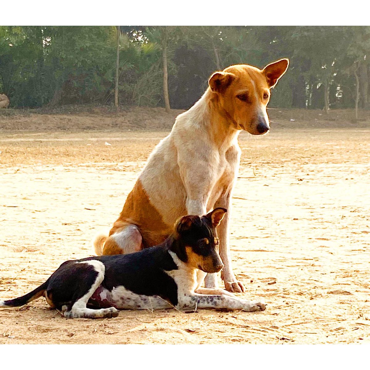 vikashmaurya_3's tweet photo. Always search for a beautiful heart.โค๏ธ
#villagedog #pets #news #dogslife #doglover #dogs #worldofpets #dogsoftwittter https://t.co/TFsnRE0tgT