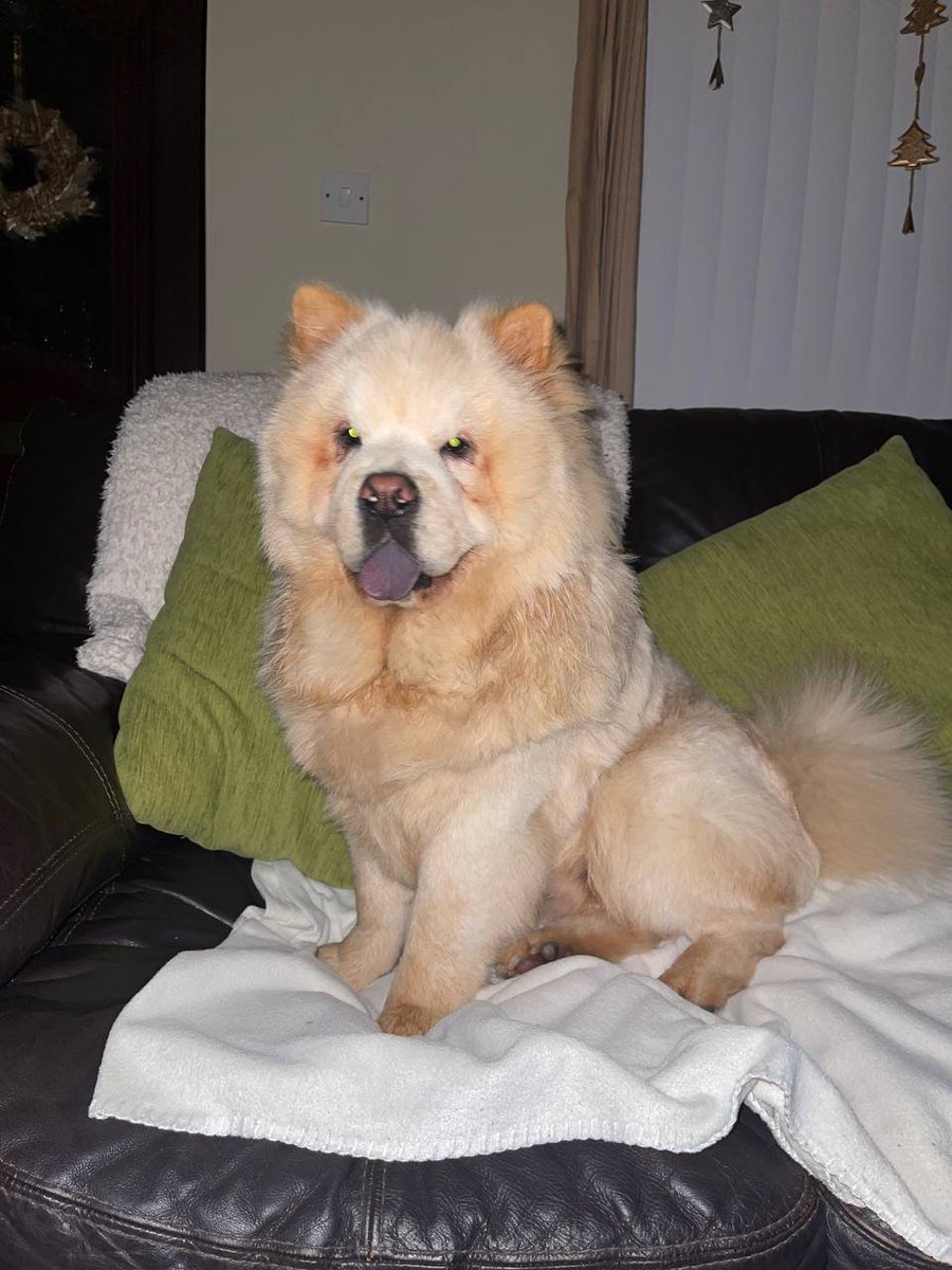 Dogs of the Internet tweet media