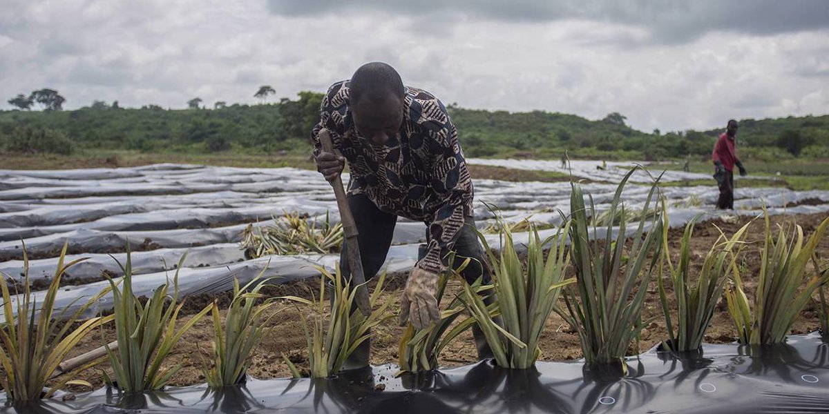 African Food Fellowship tweet media