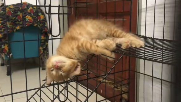 petsfess's tweet photo. kasian oyen terjungkal 😭 kcg!  https://t.co/Tz1dXMzRSQ