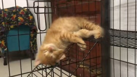 petsfess's tweet photo. kasian oyen terjungkal 😭 kcg!  https://t.co/Tz1dXMzRSQ