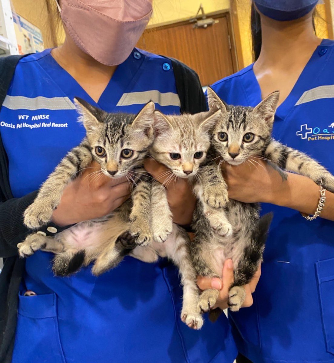 ฝากรีหน่อยนะค้า 🙆🏻‍♀️ #หาบ้านให้น้องแมว ค่า มีลูกแมว 4 ตัว (อายุ 2 เดือน) และแม่ 1 ตัวนะคะ อยู่รพ oasis pet สามารถเข้าไปดูได้ค่า ติดต่อได้ที่ ig - alterandbeyond หรือ dm มาได้นะคะ 🥺🤍