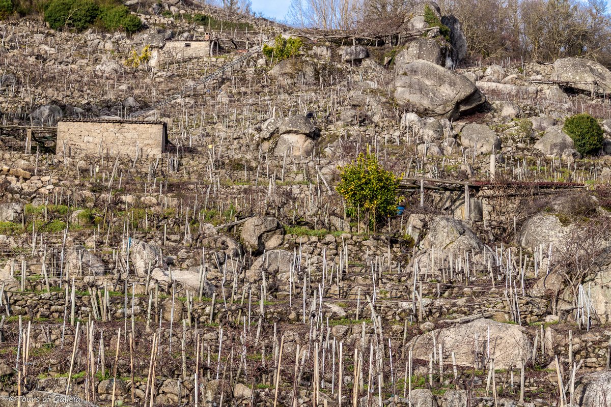 Forget Superman or Batman, the super-heroes are here in The <a href="/RibeiraSacra_/">RIBEIRA SACRA</a>
 (Galicia, Spain) with producers that have an average age of 67 and are able to produce excellent "Heroic Wines" out of these slopes filled with rocks with inclinations in some parts of over 80%.