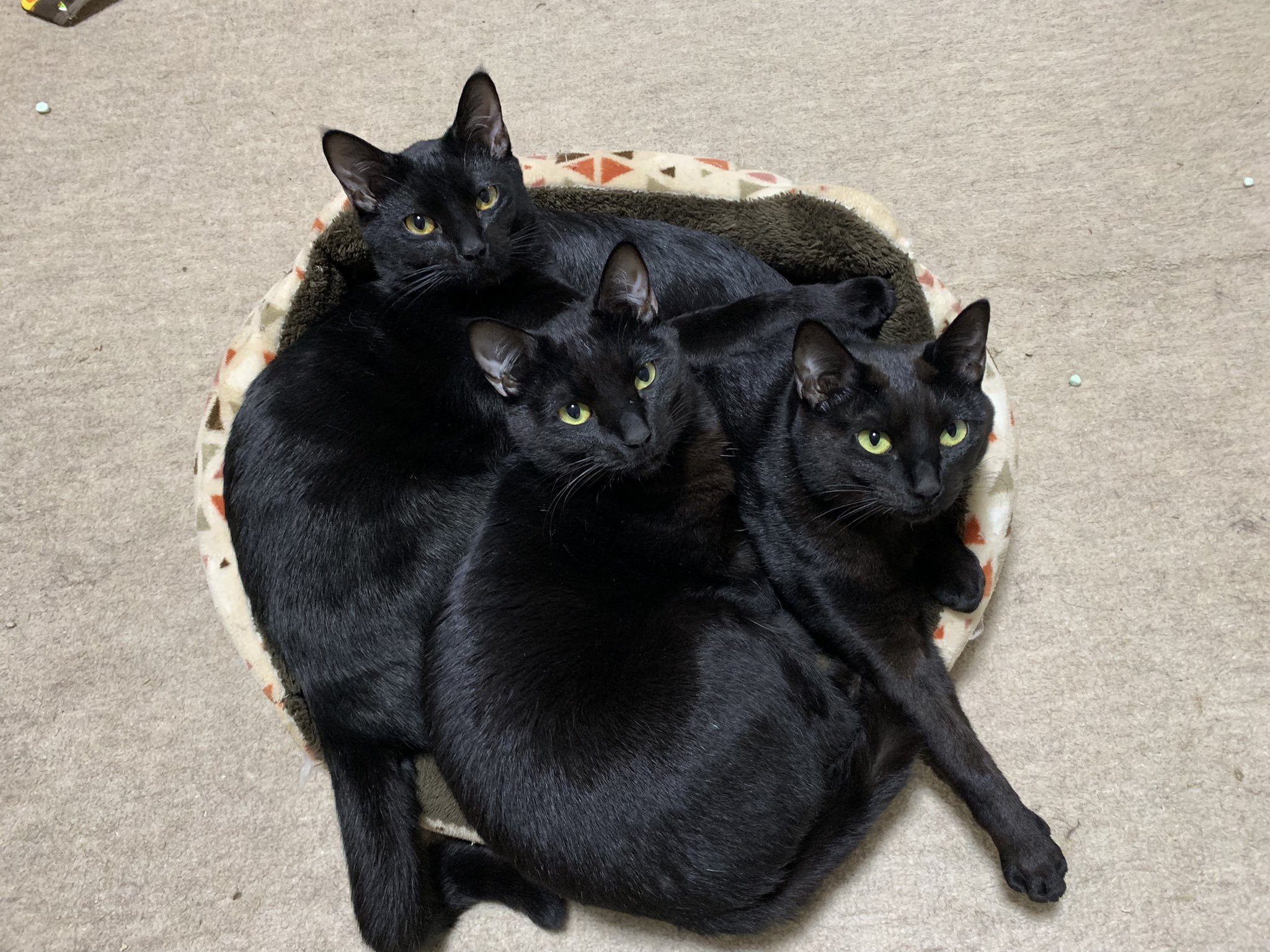 猫の塊 Twitter Search Twitter