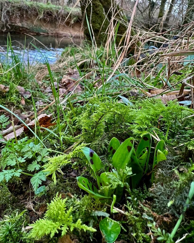 farmerpaula's tweet image. Yesterday down by the river, nestled in moss fronds I found the emerging unmistakable spotted leaves of the early purple orchid emerging! #newlife #newsigns #newbeginnings instagr.am/p/CY8wOYgoVH2/