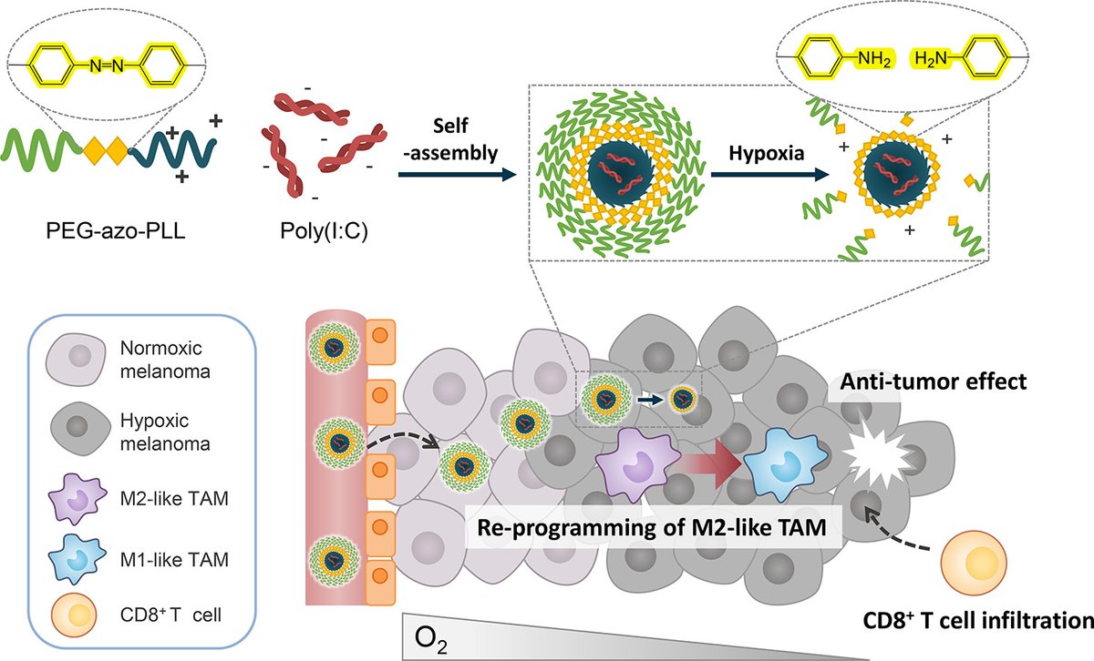 JCRnEDITORS's tweet photo. Immunostimulation of tumor microenvironment by targeting tumor-associated macrophage with hypoxia-responsive nanocomplex for enhanced anti-tumor therapy.
| Won Jong Kim @postech2020 | @KoreaCRS
#polyIC #hypoxiaresponsive #nanocomplex
https://t.co/S5QtGUPJG9 https://t.co/VLLDcc3wH0