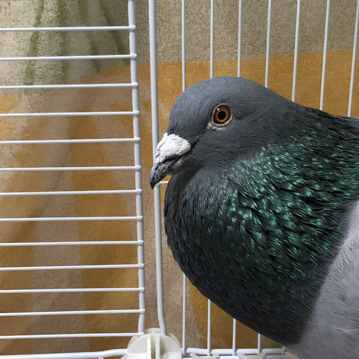 birshes's tweet photo. イケメン💢 https://t.co/G55Elh6TaI
