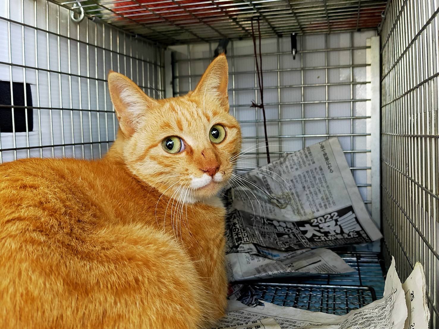 北名古屋さくら猫の会 オス2 メス1 Tnr しました 白いカイゼル髭 灬 がかわいい子は女の子でした 目やにが酷い子はお薬ももらい 今後は餌やりさんの元でゆっくりすごしてもらいます 北名古屋さくら猫の会 地域猫 猫 T Co Tdb3v7xq